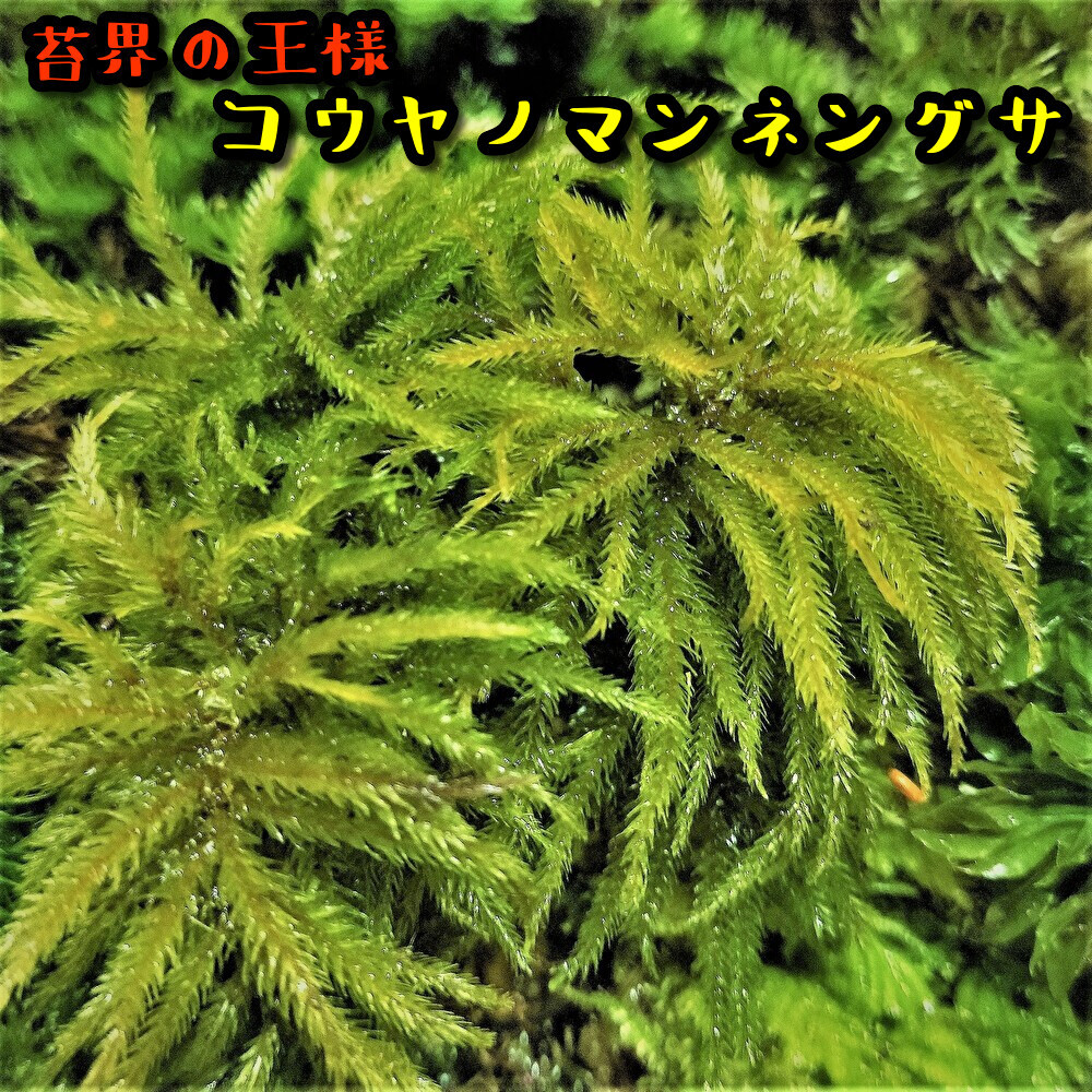 【苔テラリウム】始めたい方に適した苔１５種セット_画像4