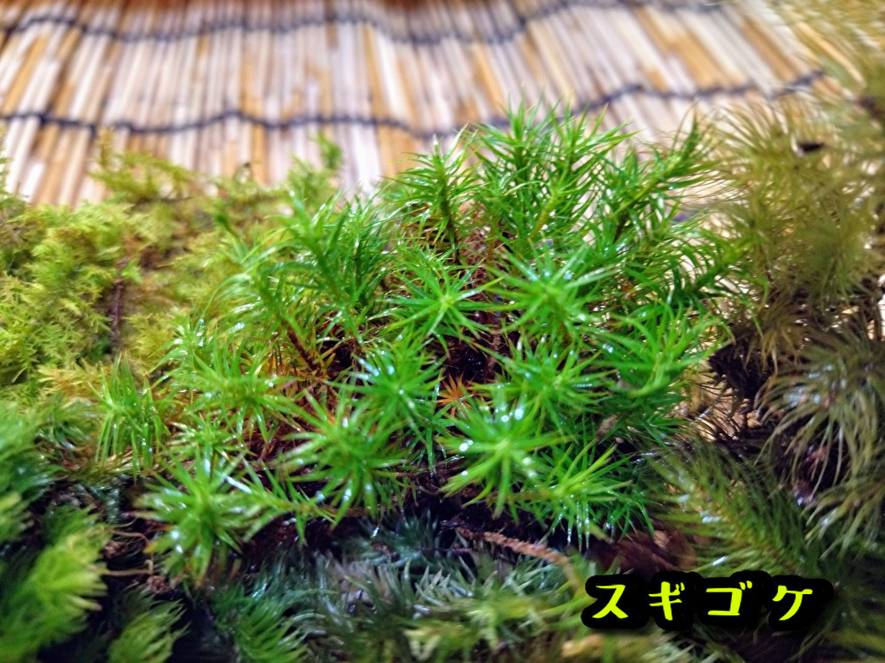 苔テラリウム初めての方へ　最適の苔１５種セット【飛騨苔の家】_画像9