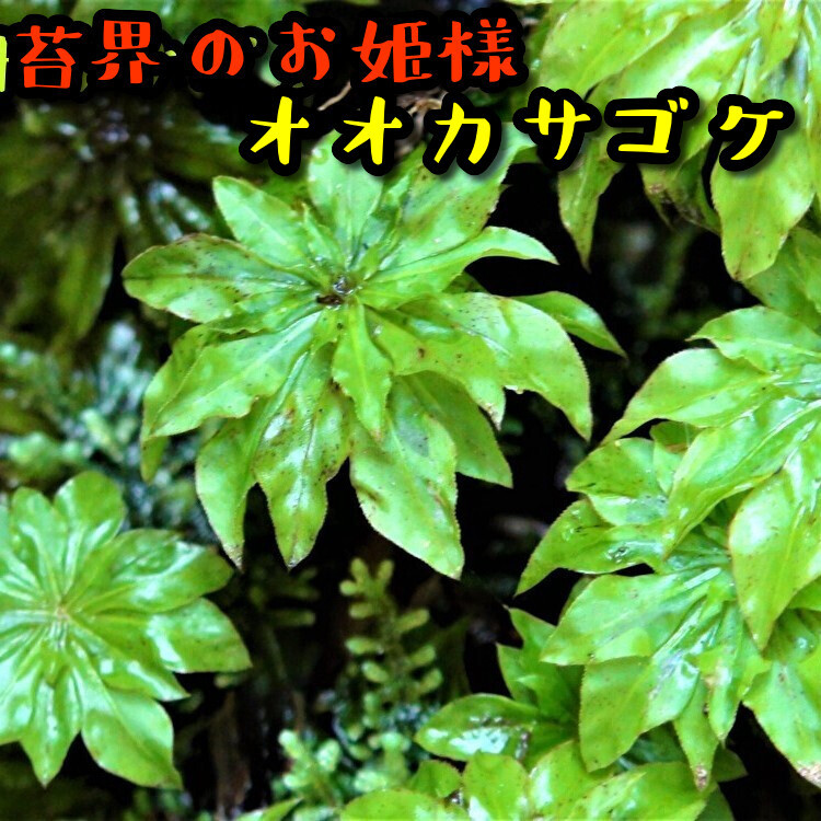【苔テラリウム】始めたい方に適した苔１５種セット_画像6