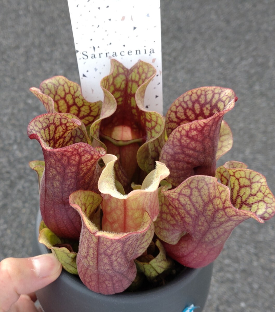 【食虫植物】☆ サラセニア　モンタナ ☆ Sarracenia ｘ Montana ☆ 中苗 ②_画像1