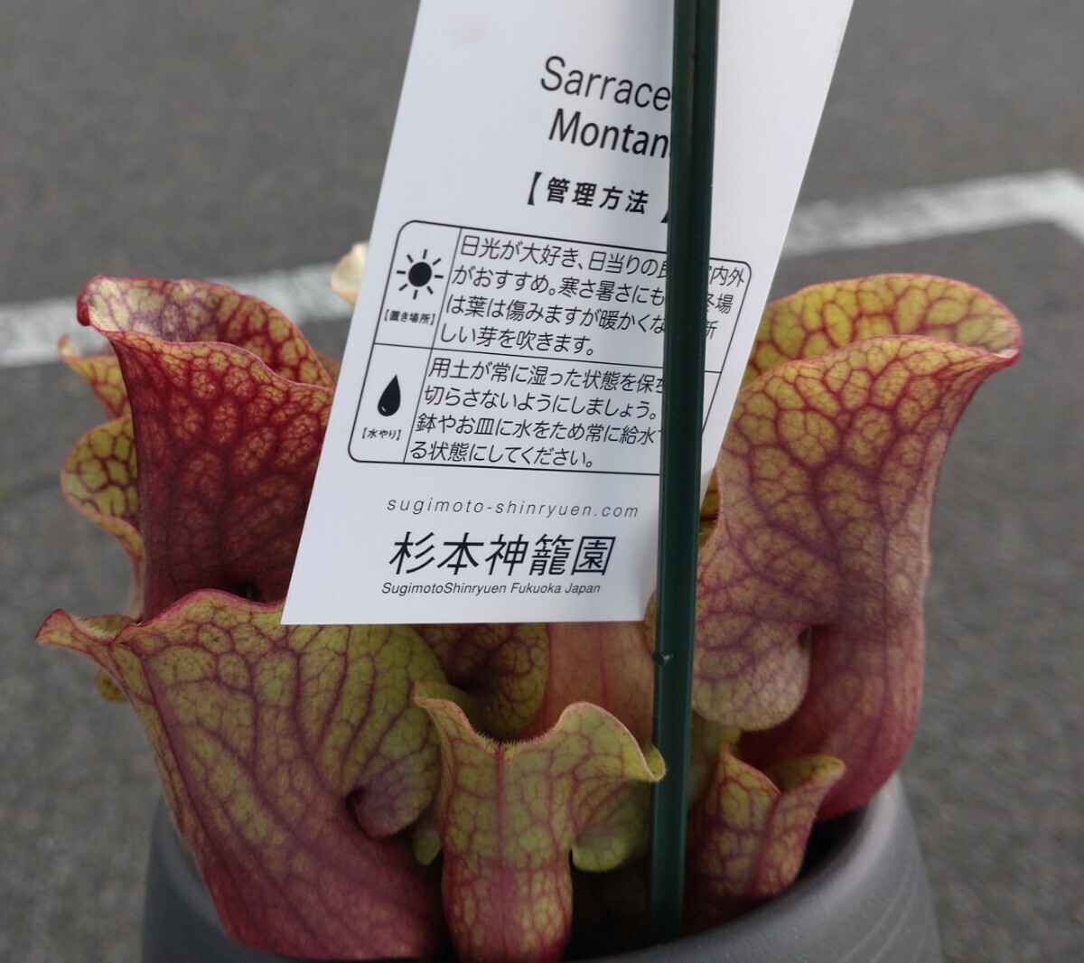 【食虫植物】☆ サラセニア　モンタナ ☆ Sarracenia ｘ Montana ☆ 中苗 ②_画像4