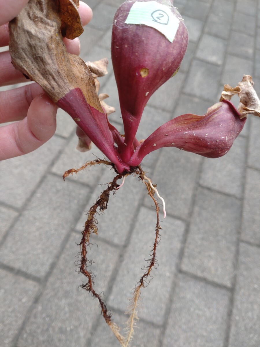 【食虫植物】☆ サラセニア　モンタナ ☆ Sarracenia ｘ Montana ☆ 中苗 ②_画像7