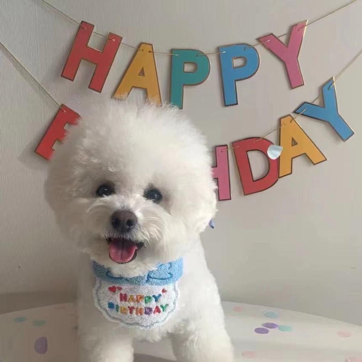 【最終値下げ】ペット 誕生日 スタイ 防止 犬 猫 グッズ お祝い 写真 撮影 コスプレ 可愛い ブルー イエロー