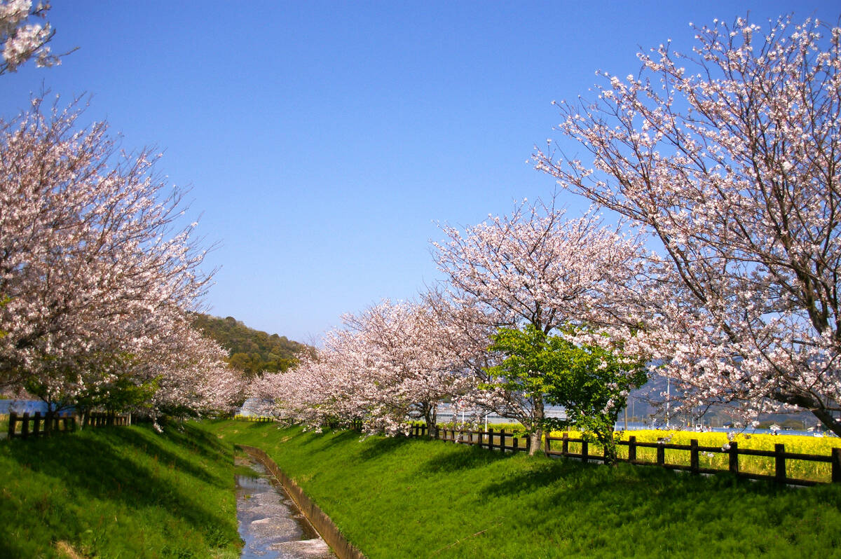 敏速対応 桜 24時間以内 画像データ 相互評価 入札者認証制限なし 1円即決の画像1