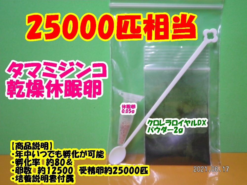 【送料無料】◆激安◆タマミジンコ乾燥休眠卵◆約12500粒◆約25000匹・0.05ｇ◆培養キット◆ _画像1