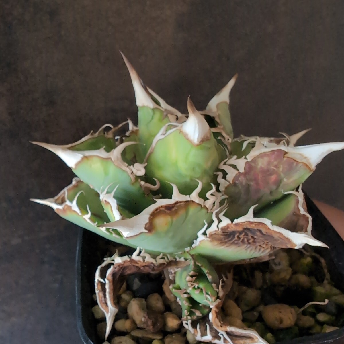 【AGAVE TITANOTA sierra mixteca white thorns compacta】アガベ 子株付き チタノタ 鉢ごと発送の画像2