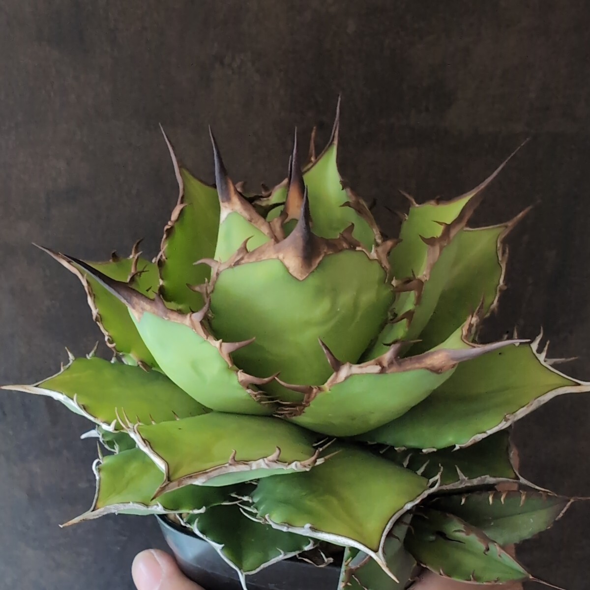 【AGAVE TITANOTA FUJIWARA】子株付き アガベ チタノタ 鉢ごと発送の画像1