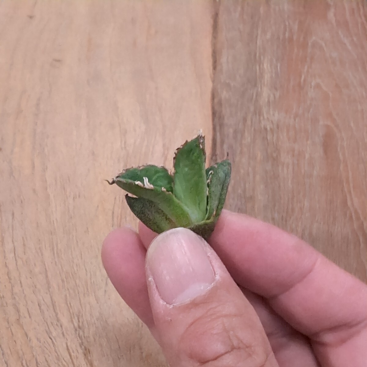 【AGAVE TITANOTA 繁星】１ ブツブツ系 本物 返金保証付 surf.is.high アガベ チタノタ 子株 龍球会 の画像6