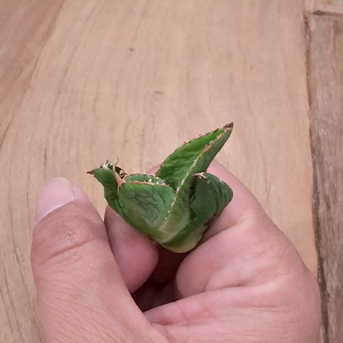 【AGAVE TITANOTA 繁星】３ ブツブツ系 本物 返金保証付 surf.is.high アガベ チタノタ 子株 龍球会 の画像8