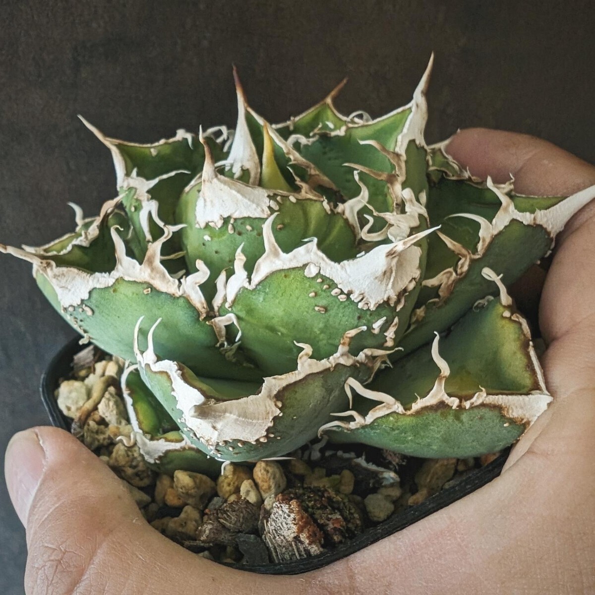 【AGAVE TITANOTA 繁星】３ ブツブツ系 本物 返金保証付 surf.is.high アガベ チタノタ 子株 龍球会 の画像1