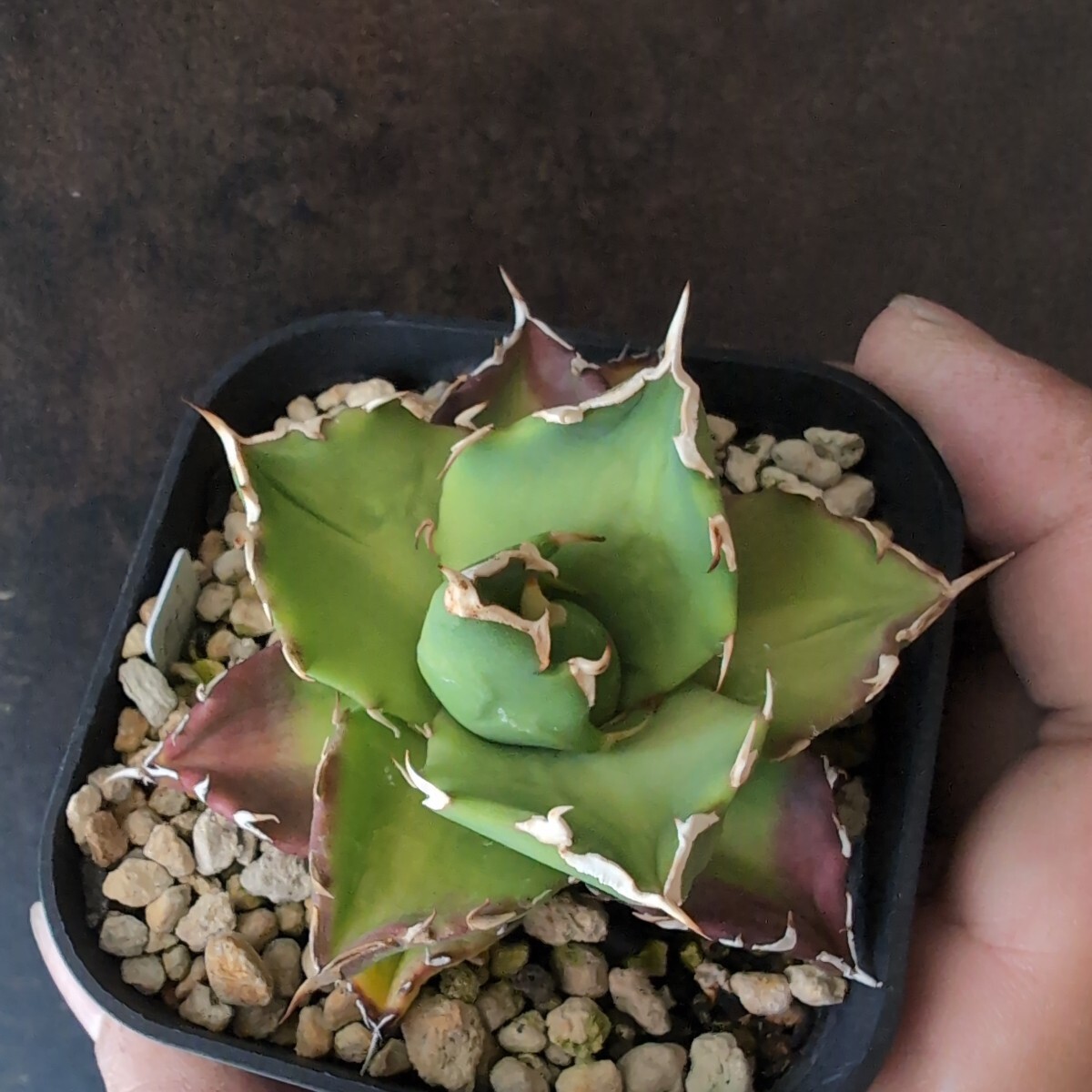 【AGAVE TITANOTA DWARF実生】アガベ チタノタ 鉢ごと発送の画像6