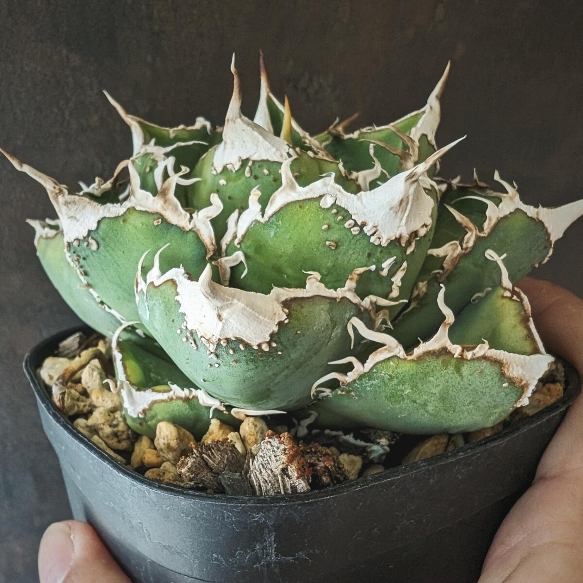 【AGAVE TITANOTA 繁星】１ ブツブツ系 本物 返金保証付 surf.is.high アガベ チタノタ 子株 龍球会 の画像3