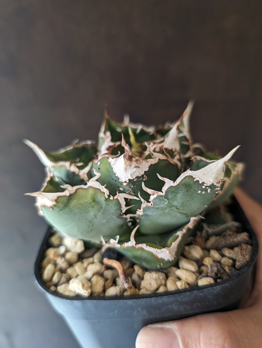 【AGAVE TITANOTA 繁星】３ ブツブツ系 本物 返金保証付 surf.is.high アガベ チタノタ 子株 龍球会 の画像3