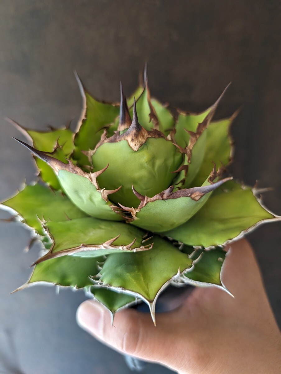 【AGAVE TITANOTA FUJIWARA】子株付き アガベ チタノタ 鉢ごと発送の画像4