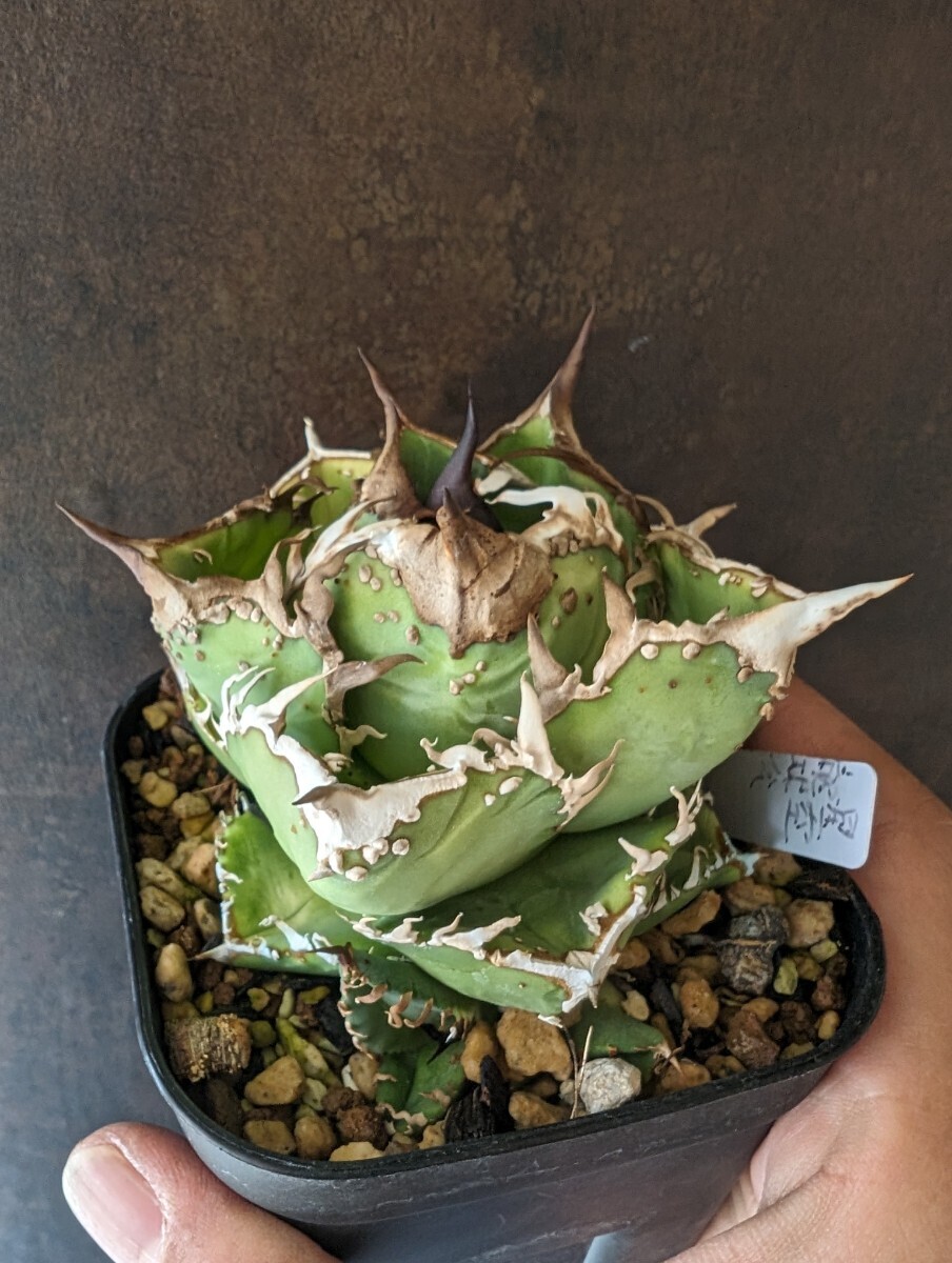 【AGAVE TITANOTA 星空】３ ブツブツ系 本物 返金保証付 surf.is.high アガベ チタノタ 子株 龍球会 の画像2