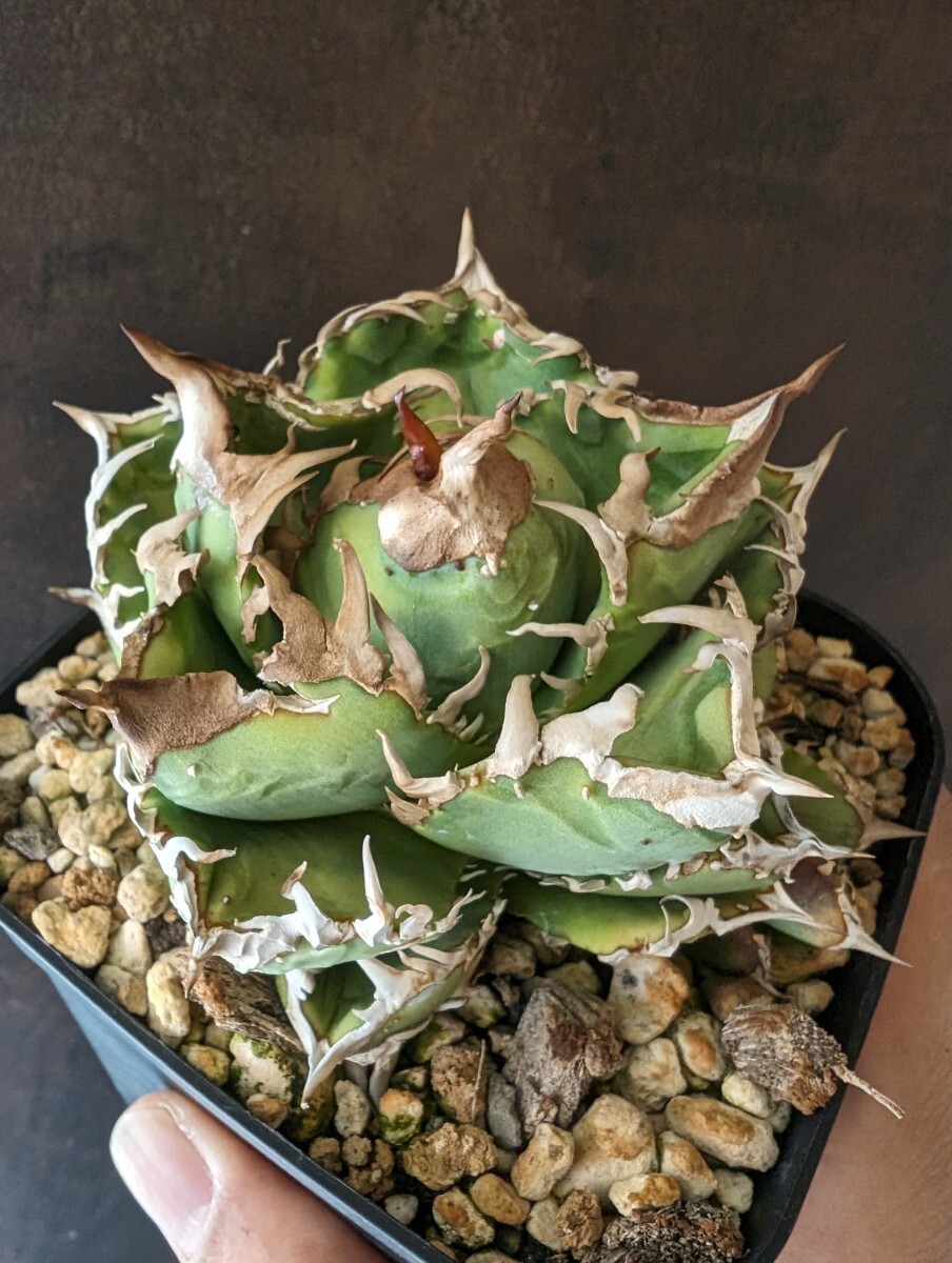 【AGAVE TITANOTA 皇冠】LIZE産 安心サイズ アガベ チタノタ 子株 キング クラウンの画像3