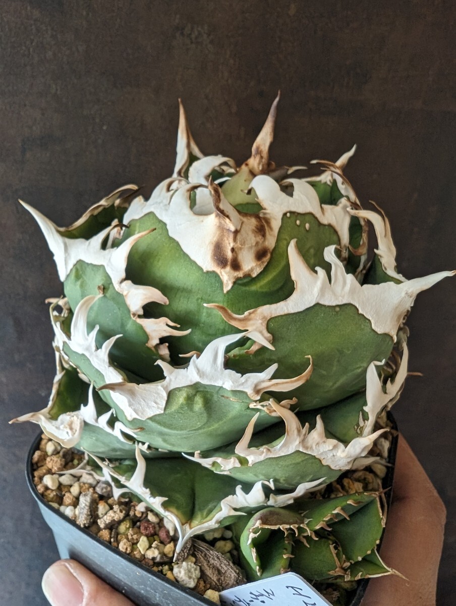 Yahoo!オークション - 【AGAVE TITANOTA CG01】COK アガベ Yahoo!オークション - 【AGAVE TITANOTA CG01】COK アガベ