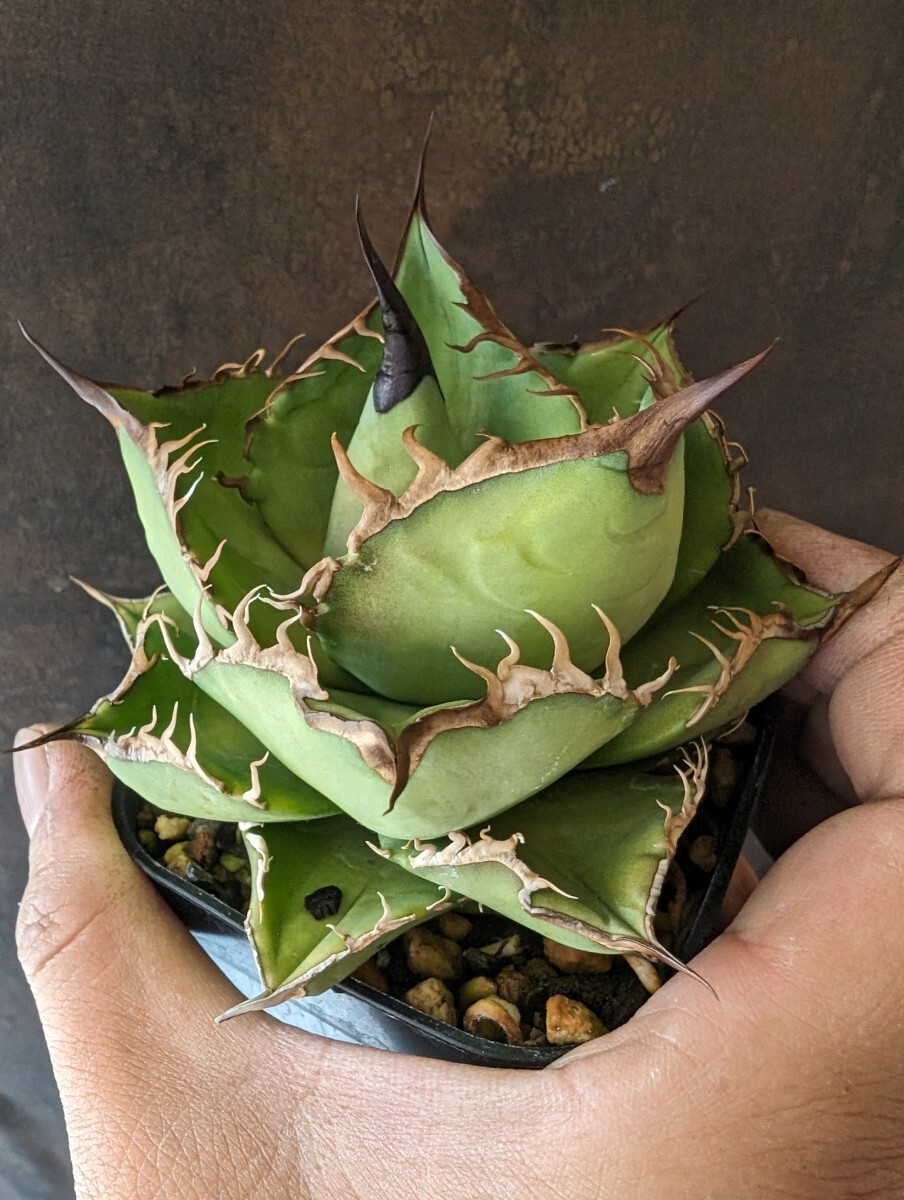 【AGAVE TITANOTA NO NAME】アガベ チタノタ 鉢ごと発送の画像6