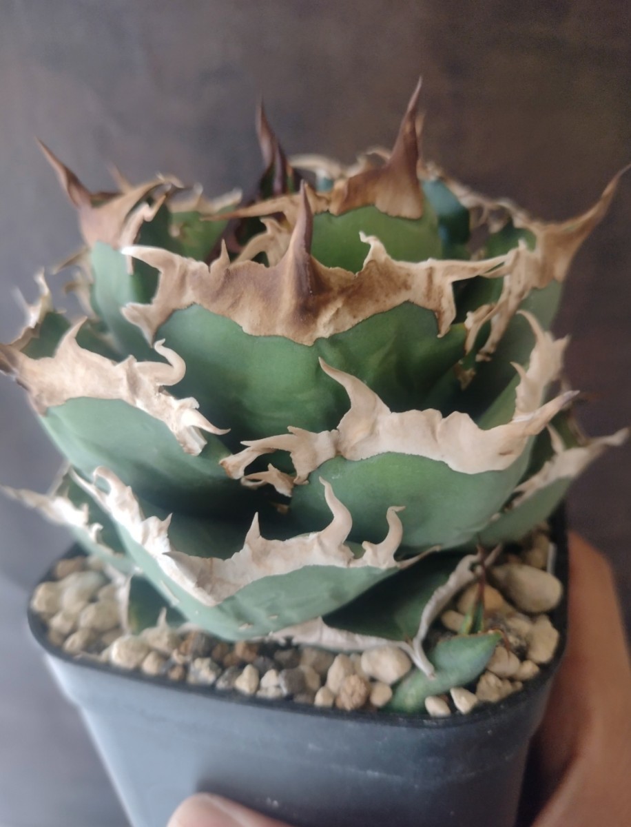 Yahoo!オークション - 【AGAVE TITANOTA EURO special】アガベ Yahoo!オークション - 【AGAVE TITANOTA EURO special】アガベ