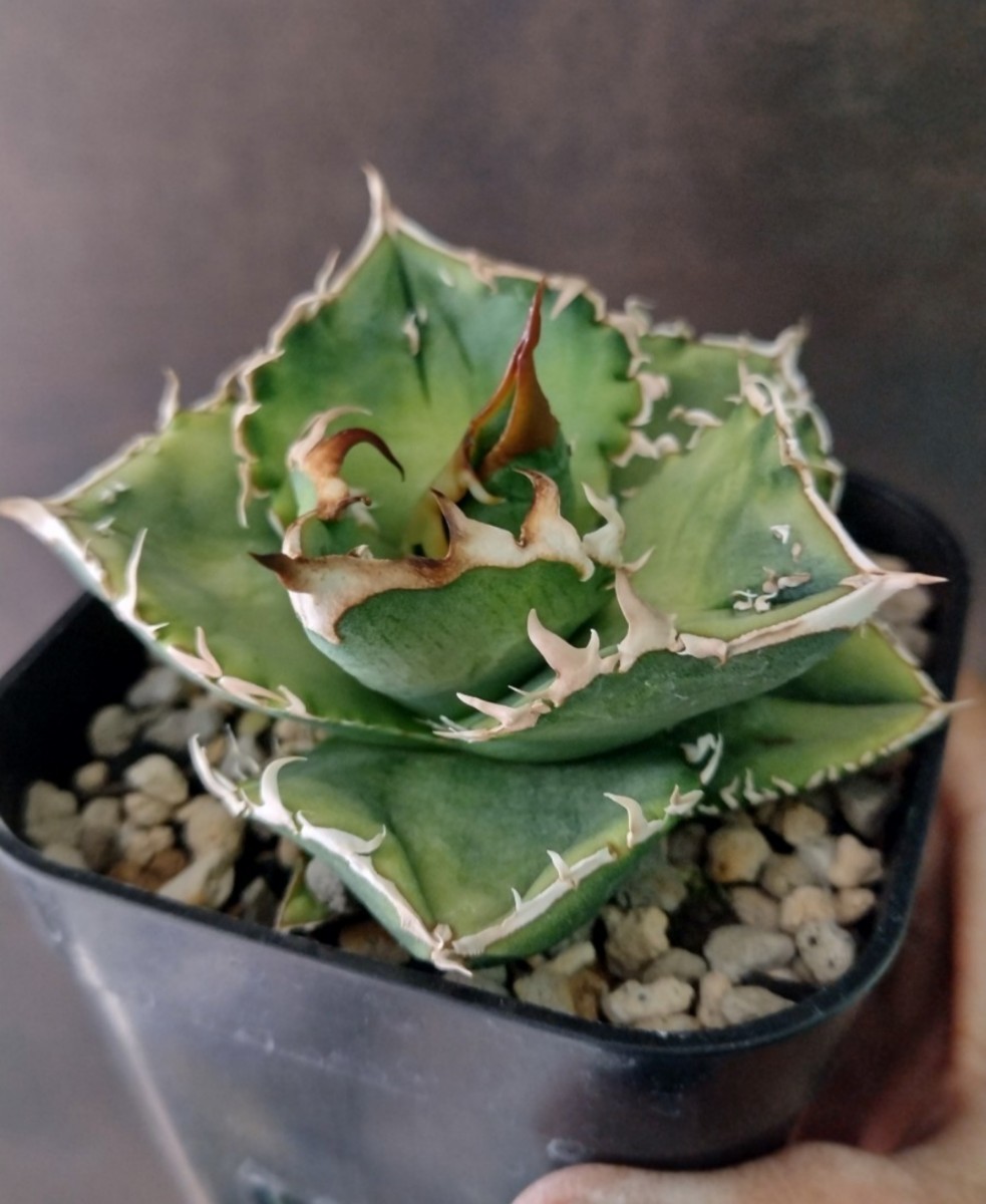 【AGAVE TITANOTA ノーネームブツブツ】アガベ チタノタ 子株の画像1