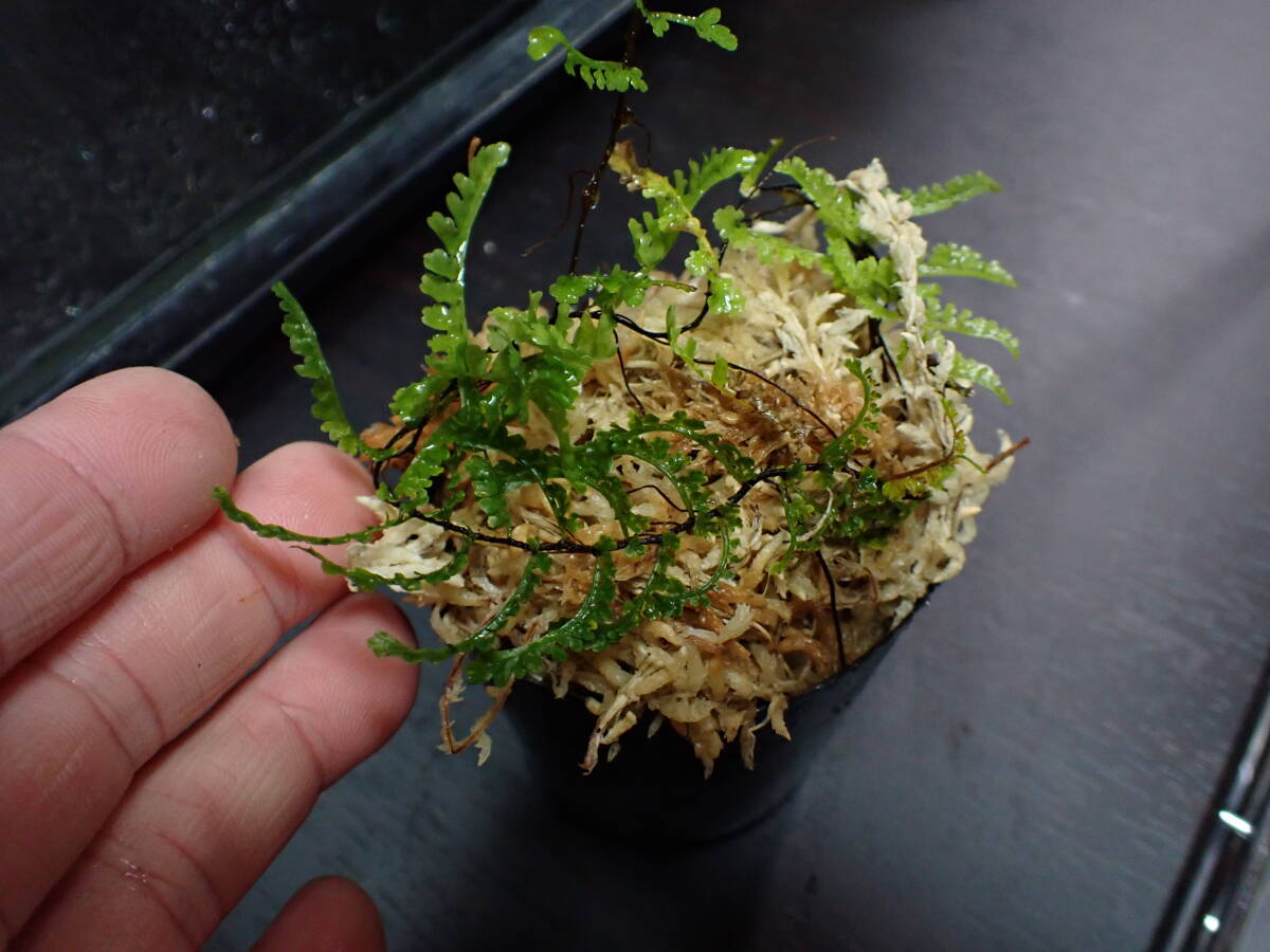 Teratophyllum aculeatum var. montanumマレーシア産増殖株_出品株はこちら