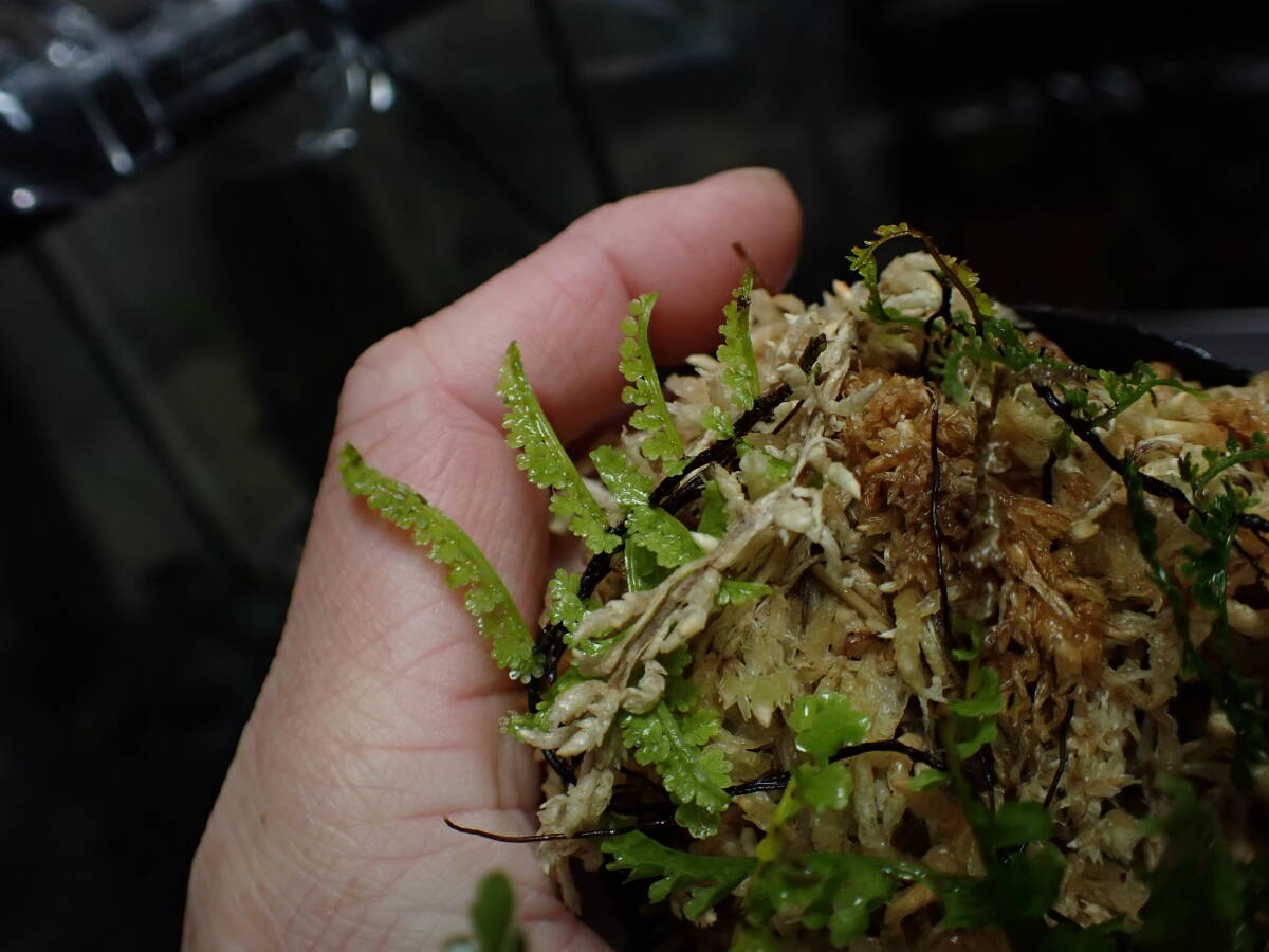 Teratophyllum aculeatum var. montanumマレーシア産増殖株_成長点も根もちゃんとあります