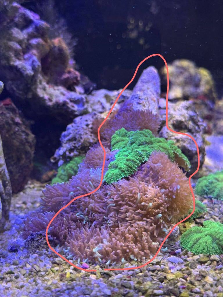 サンゴ ディスクコーラル ミックスの画像1