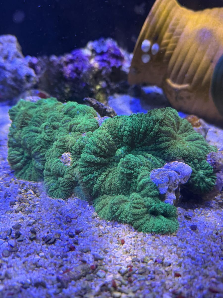[サンゴ] ディスクコーラル大粒ブロック！L Lサイズの画像1