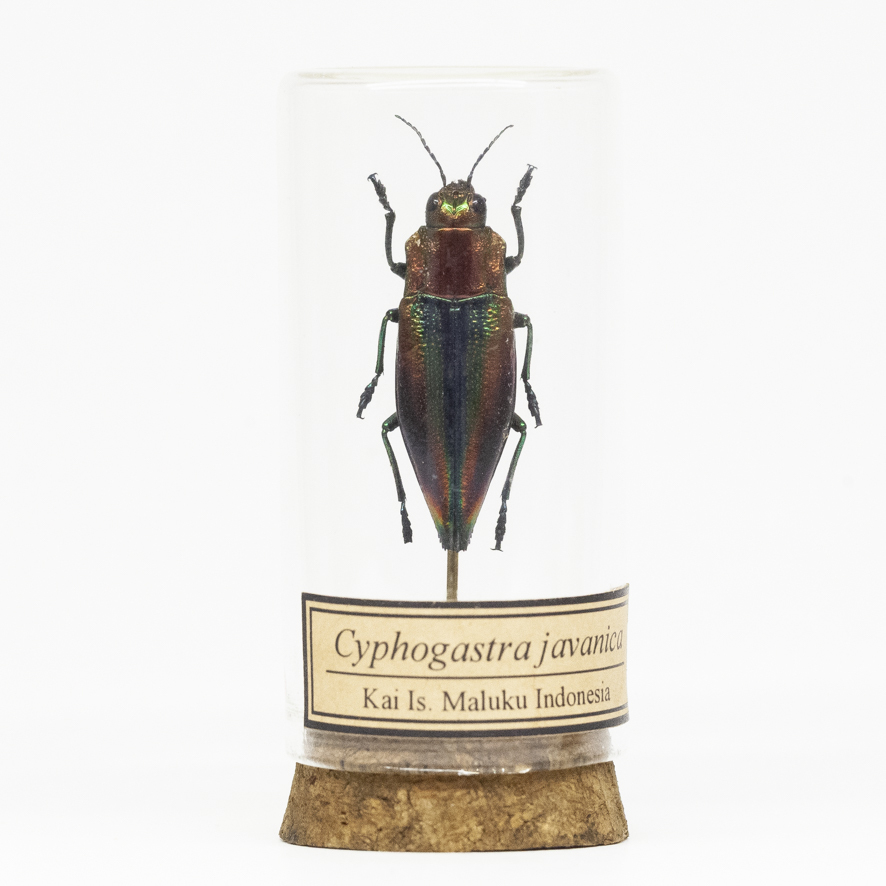 [ glass bottle specimen ]No.89ni type naan youtamamsi[Wunderkammer]From Finch
