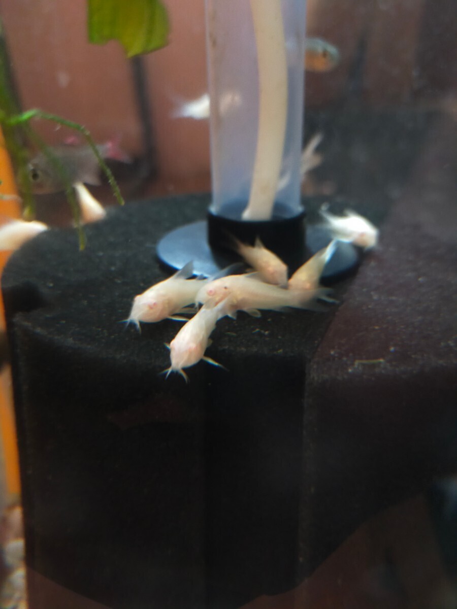  white Corydoras 10 pcs white Corydoras a ruby no Corydoras 