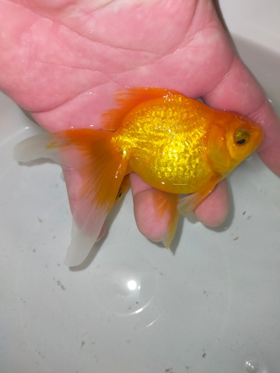  rare article! Kirakira yellow goldfish tree .. fish place production yellow gold Ryuukin 