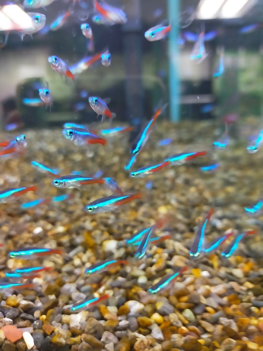  neon Tetra 200 pcs 