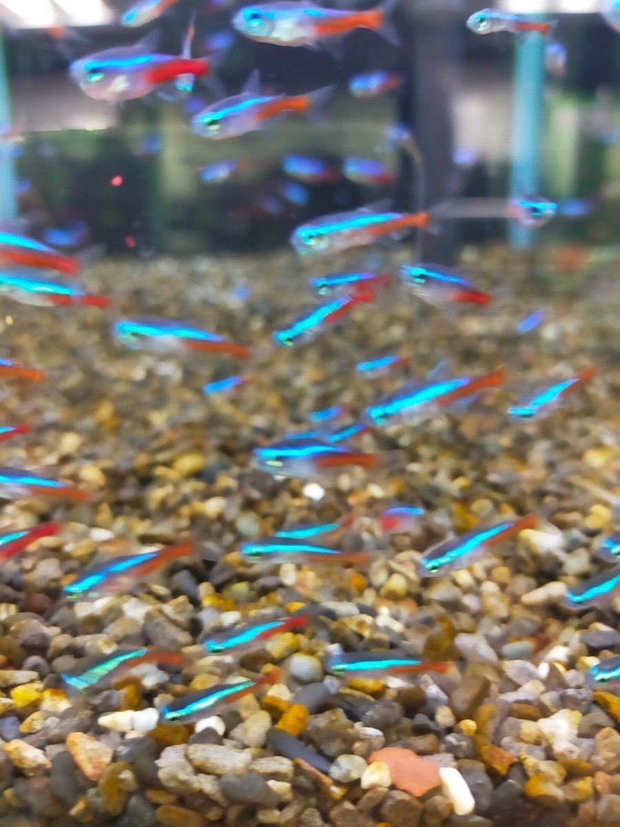  neon Tetra 50 pcs green neon Tetra 