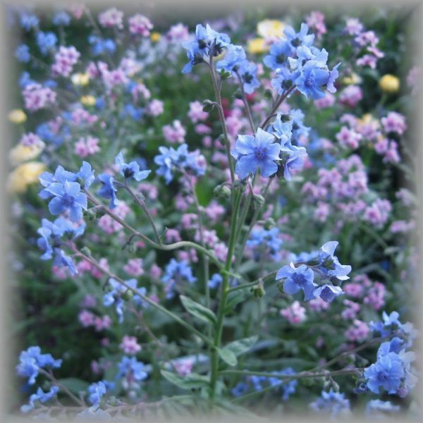 シノグロッサム/シナワスレナグサ 青 30粒 花の種 2023年採種 202362_画像2