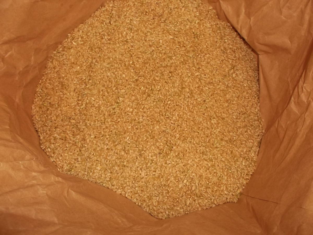 令和5年産 千葉県 新米 多古米コシヒカリ 風袋込み 玄米1０ｋｇほどです。農協に出荷分は全て1等米と評価されてます。の画像3