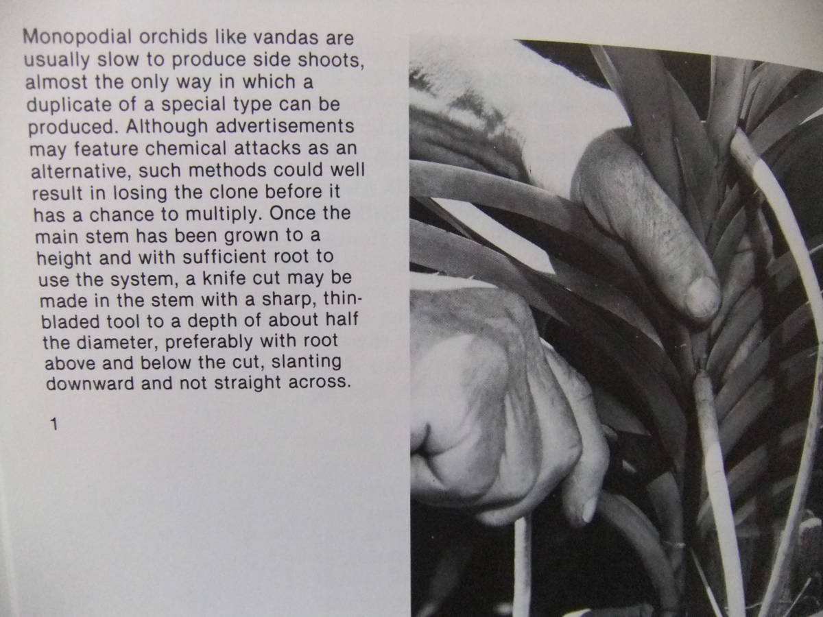 *Growing Orchids( орхидея ) *J.N. Rentoul