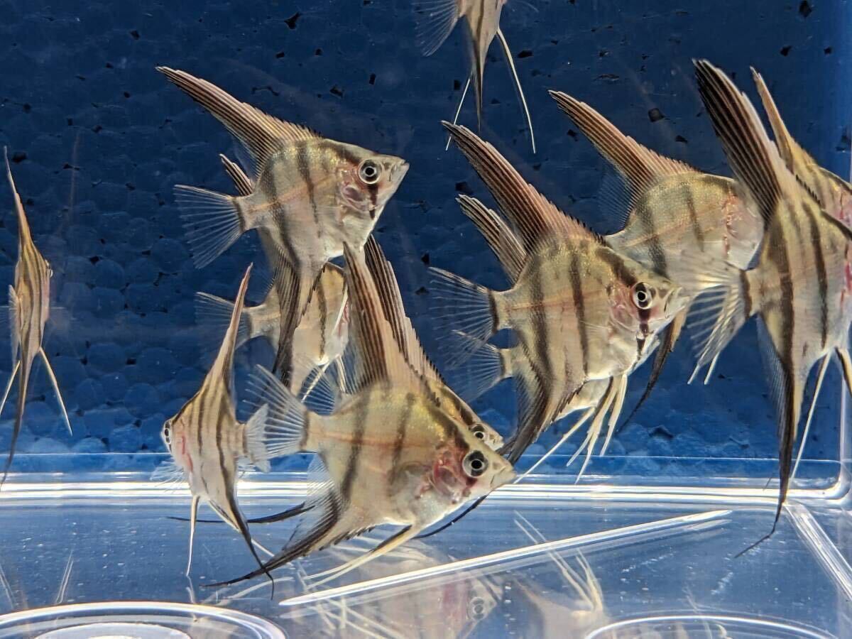 アマパＸマナカプル　レッドショルダーエンゼル　稚魚　10匹セット_画像5