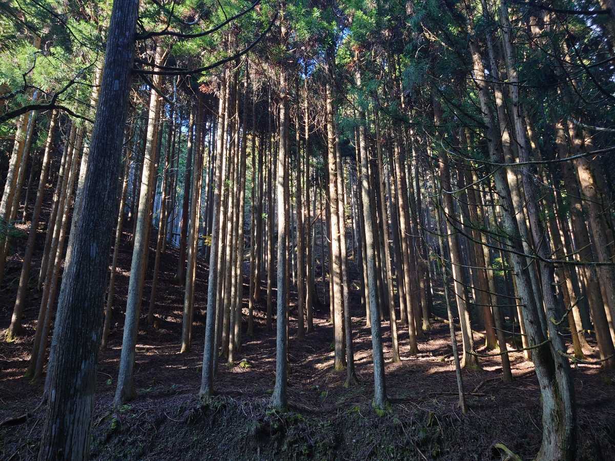 京都最高級北山杉の根元でとれる　天然スギゴケ　杉苔　ケース入り（60cm×30cm）×5セット組 　清らかな土地で採取　スギゴケ　0.5畳 2 _京都の清らかな土地で採取しています