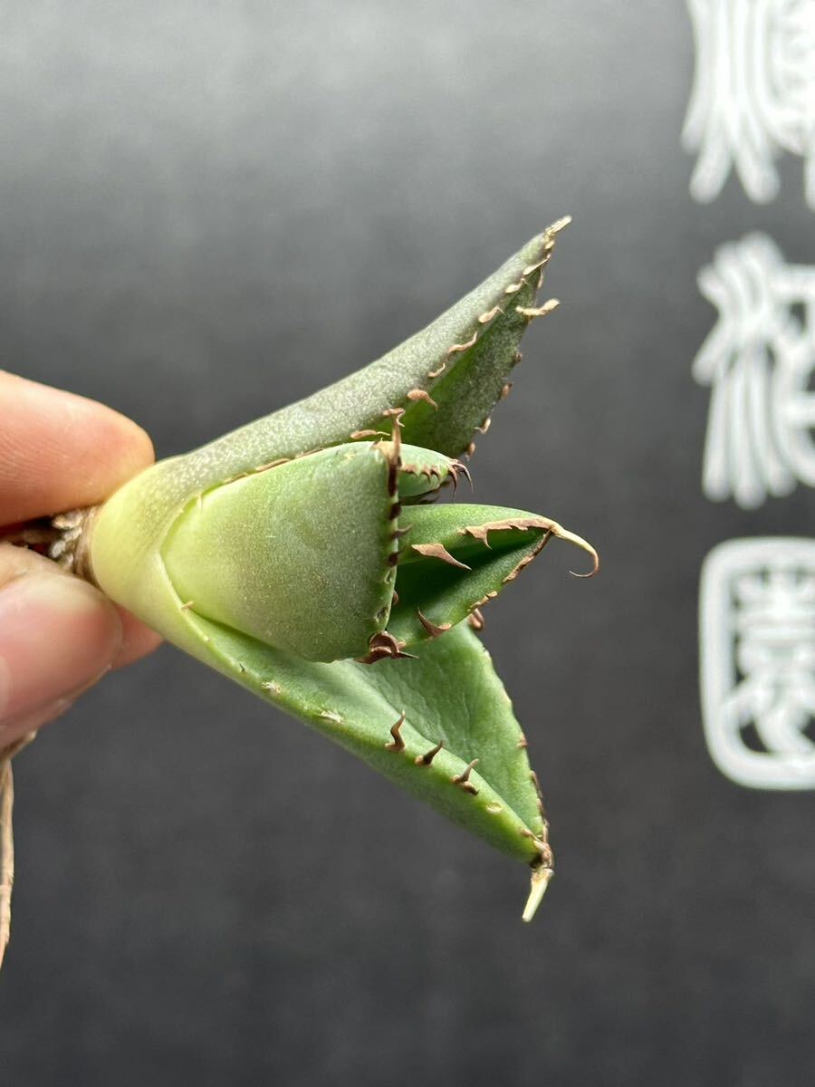 【輝泊園】【5株セット販売】多肉植物 アガベ チタノタ ハデス / Agave titanota Hades 極上刺 セット②の画像6