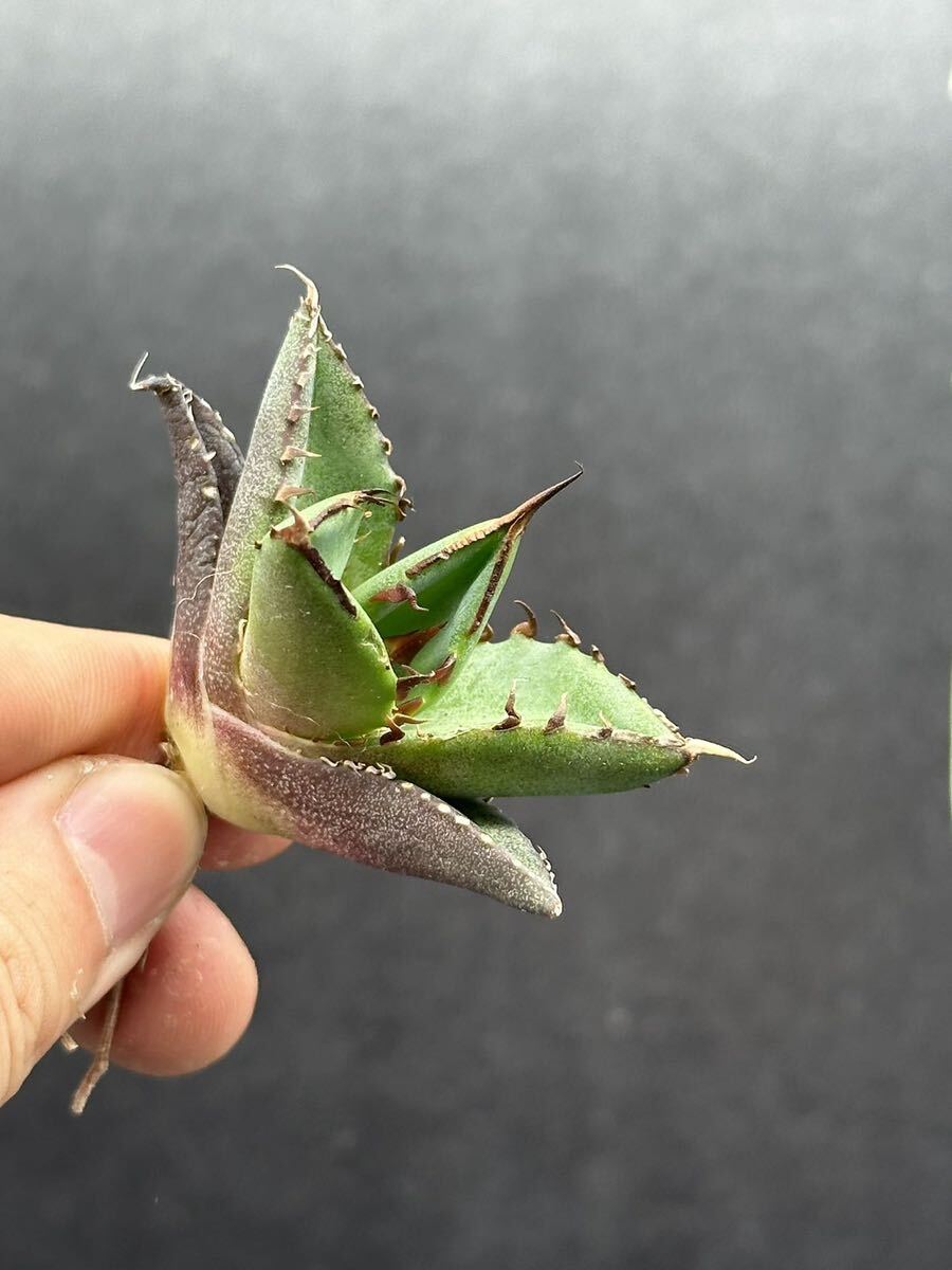 【輝泊園】【5株セット販売】多肉植物 アガベ チタノタ ハデス / Agave titanota Hades 極上刺 セット③の画像5