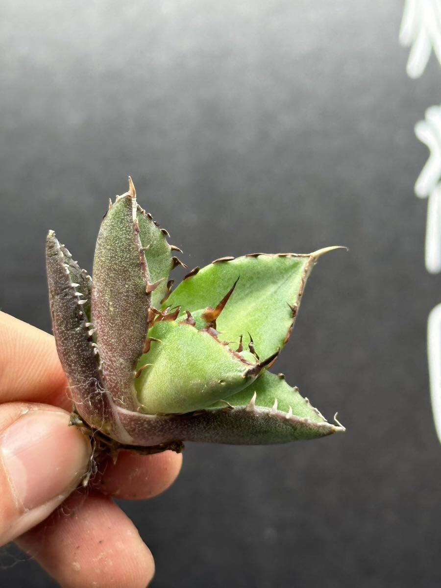 【輝泊園】【5株セット販売】多肉植物 アガベ チタノタ ハデス / Agave titanota Hades 極上刺 セット④の画像6