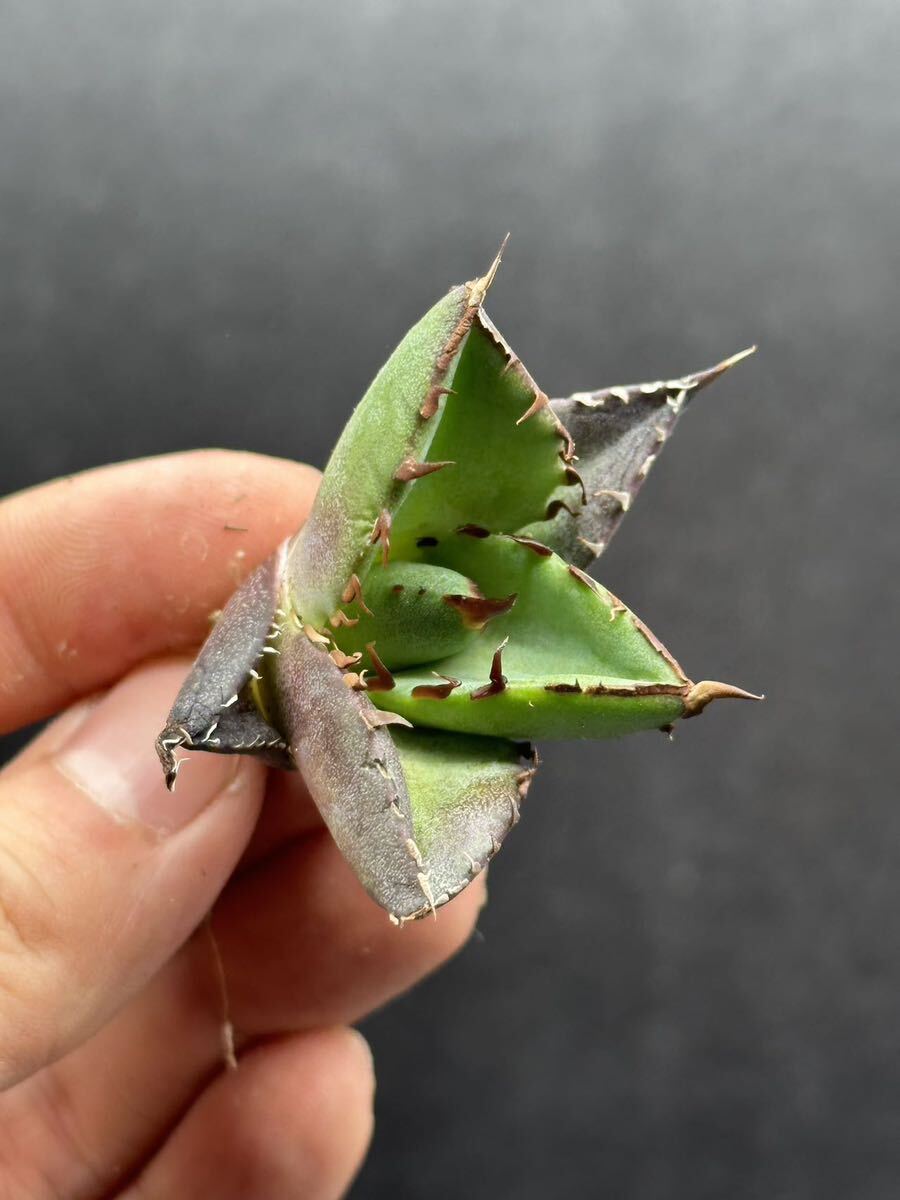 【輝泊園】【5株セット販売】多肉植物 アガベ チタノタ ハデス / Agave titanota Hades 極上刺 セット④の画像3