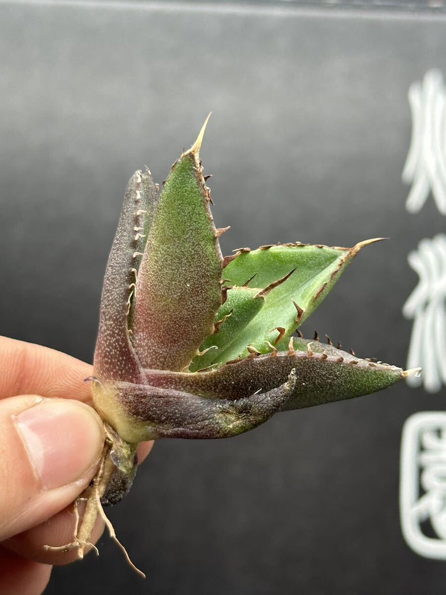 【輝泊園】【5株セット販売】多肉植物 アガベ チタノタ ハデス / Agave titanota Hades 極上刺 セット⑤の画像5