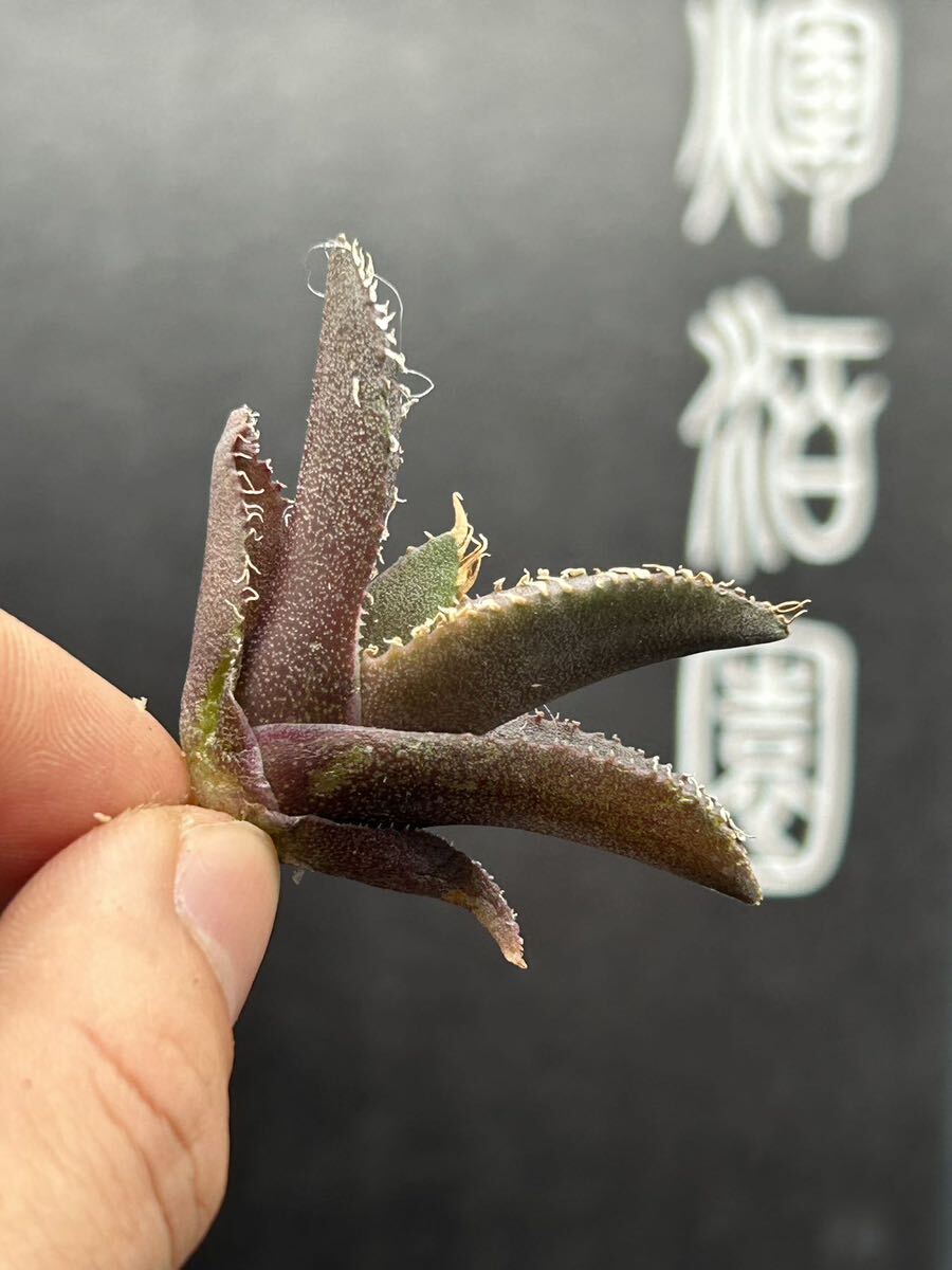 　【輝泊園】【期間限定-セット5株】多肉植物　アガベ　チタノタ　金剛　極上株　貴重株　純正血統株　③_画像7