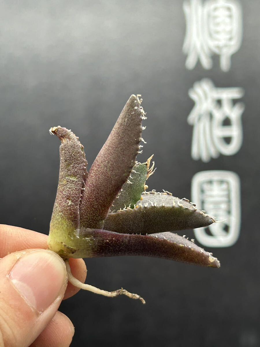 　【輝泊園】【期間限定-セット5株】多肉植物　アガベ　チタノタ　金剛　極上株　貴重株　純正血統株　③_画像6