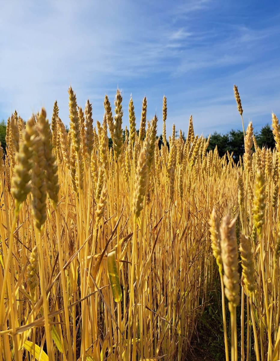 令和5年青森県階上産小麦強力粉全粒粉500g×2_画像6