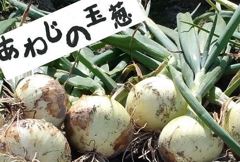  Awaji Island производство новый шар лук порей 5kg { бесплатная доставка }