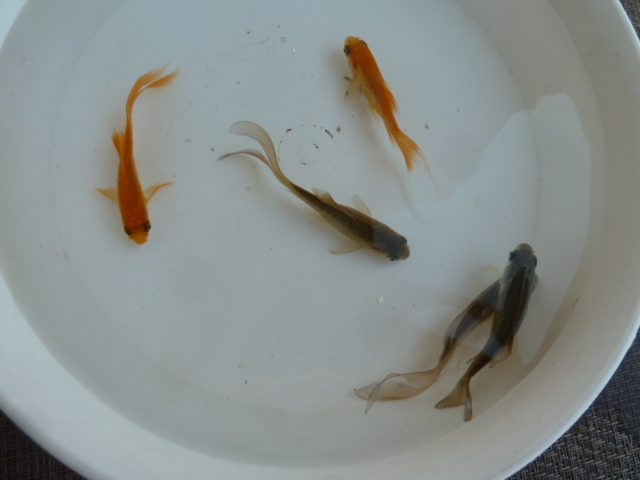 魚取沼保存会直系の羽衣型鉄魚より生まれた型揃いオス・３歳３匹・２才２匹ー①_画像3