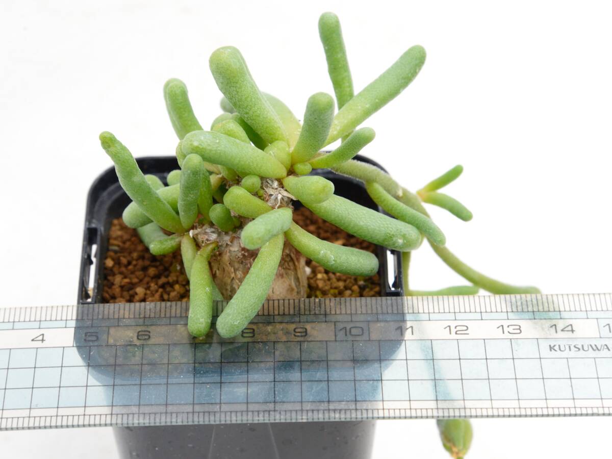 Phyllobolus (Sphalmanthus) tenuiflorus PV816 Quaggaskop / フィロボルス (スパルマンサス) テヌイフロルス メセン 塊根植物 実生_画像6