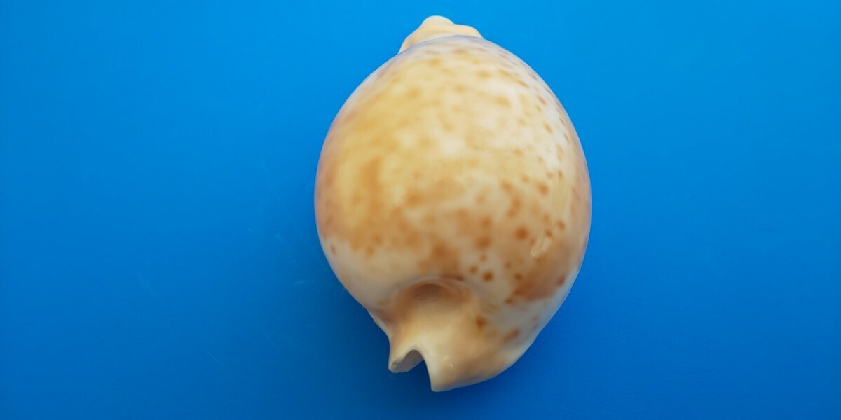 貝殻 シロガネダカラ タカラ貝 サイズ 縦 約73mm 横 約42mm 高さ 約34mm 実物は写真より少し淡い色です。_画像3